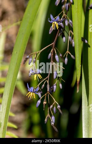 Délicates fleurs bleues et jaunes de la nénuphar australienne (Dianella revoluta) dans le jardin privé du Queensland. Printemps. Banque D'Images