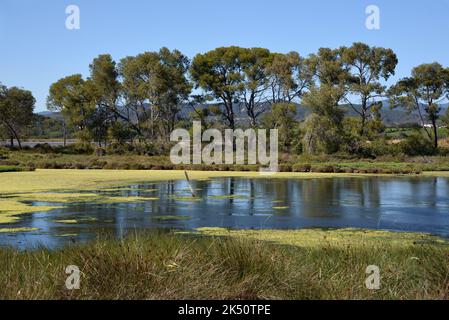 Etang de l'anglais, ou le lac anglais, avec une fleur d'algues vertes, des algues d'eau ou des Scum verts salins d'Hyères Hyères Var Provence France Banque D'Images