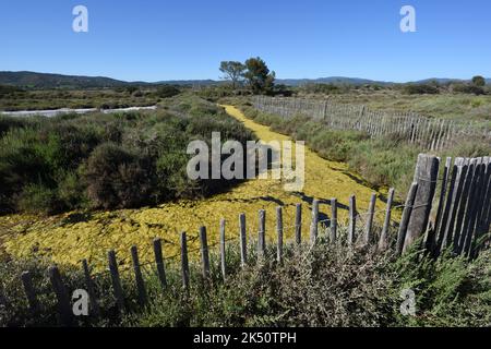 Algues vertes, fleur d'algues, spirogyra ou écume verte dans le chenal d'eau de Salins d'Hyères Réserve naturelle & Stake & Wire Timber Fence Hyères France Banque D'Images