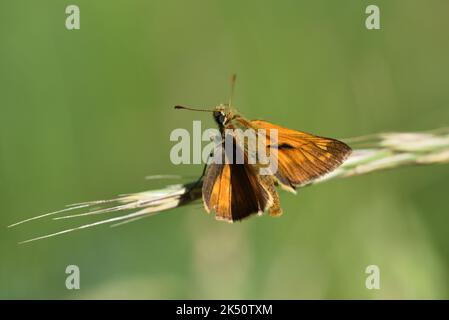 Grand Skipper Butterfly Ochlodes sylvanus. Homme avec Androconial Dark Line Banque D'Images