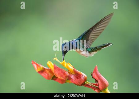 Jacobin à col blanc (Florisuga mellivora) nourrissant le nectar d'une fleur, Costa Rica. Banque D'Images