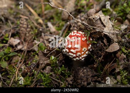 La jeune amanita muscaria, communément connue sous le nom d'agaric de la mouche Banque D'Images