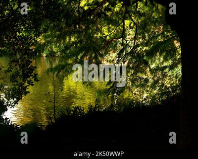 Gros plan sur la surface d'eau d'un étang de jardin sous les arbres et entouré de plantes vues en été. Banque D'Images