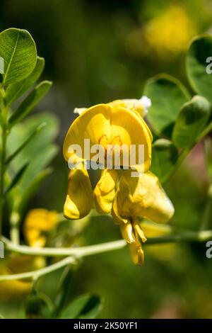 Colutea arborescens Banque D'Images