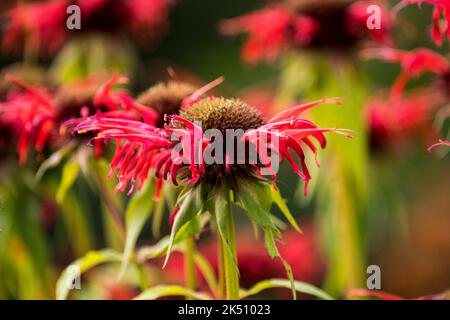 Monarda « Squaw » Banque D'Images