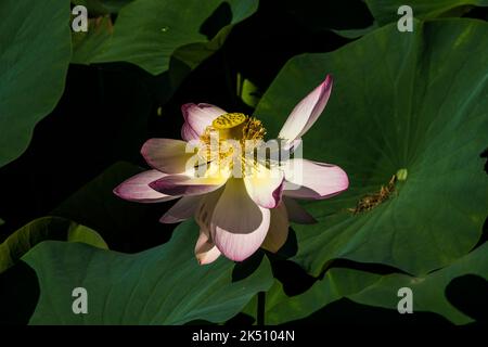 Fleur de Nelumbo nucifera Banque D'Images