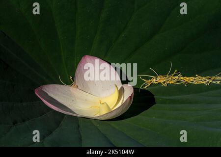 Pétales de Nelumbo nucifera sur une feuille Banque D'Images