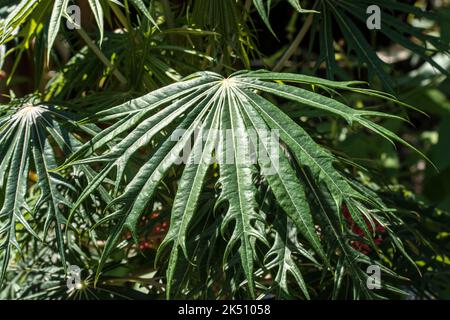 Une feuille de Jatropha multifida ou plante de corail Banque D'Images