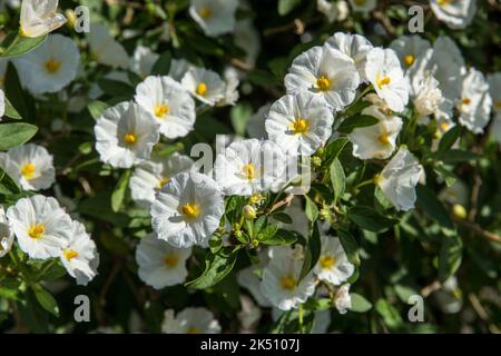 Lycianthes rantonnetii 'White Charles' Banque D'Images