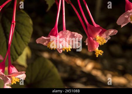 Fleurs en gros plan de Begonia grandis subsp. Grandis Banque D'Images