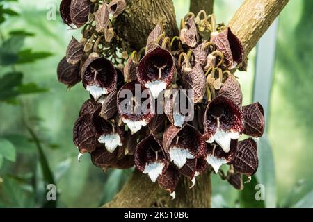 Fleurs d'Aristolochia arborea Banque D'Images