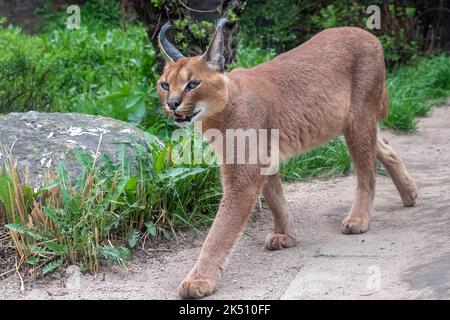 Les chats du désert Portrait Caracal (Caracal caracal), ou lynx d'Afrique avec de longues oreilles touffetée Banque D'Images