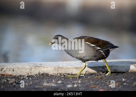 Moorhen; Gallinula chloropus; Juvenile; Cornwall; Royaume-Uni Banque D'Images