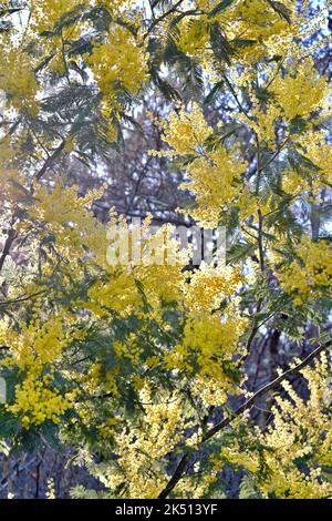 Photo verticale d'un mimosa jaune par temps ensoleillé Banque D'Images