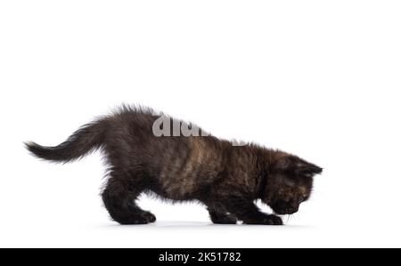 Très minuscule curieux petit Tortie britannique Shorthair chat chaton, à pied des voies latérales. Un sniffing sur le sol. Isolé sur un fond blanc. Banque D'Images