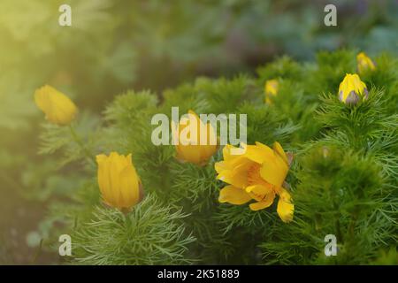 Un gros plan de jaune Adonis vernalis sur fond flou Banque D'Images