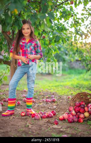 Belle femme paysanne fille dans le verger de pomme cueillez les fruits mûrs biologiques de l'arbre de pomme et de rassembler des pommes dans le panier en bois sur le sol Banque D'Images