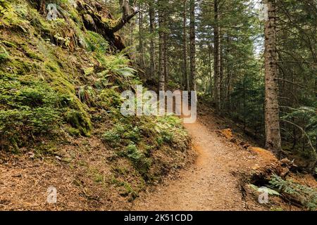 Sentier de sable menant à travers des bois avec des rochers et de grands arbres dans les montagnes des Pyrénées à Lleida Banque D'Images