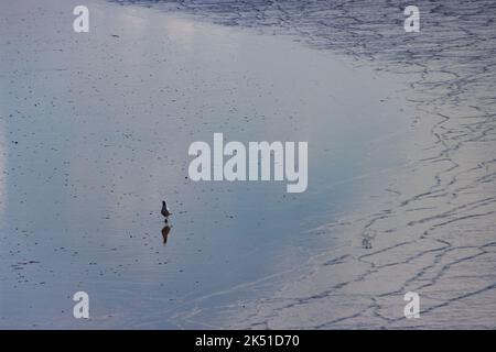 Mouette à la recherche de nourriture dans la mer des wadden à marée basse Banque D'Images