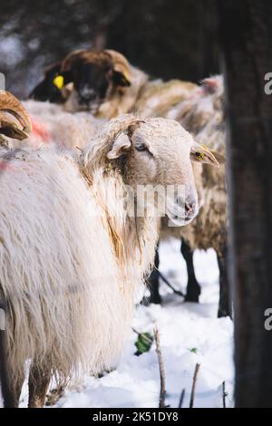 Troupeau de moutons Drenthe Heath moelleux debout sur un pré enneigé près de conifères luxuriants le jour d'hiver dans la campagne Banque D'Images