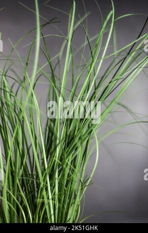 Salle de conférence et point de réunion Banque D'Images