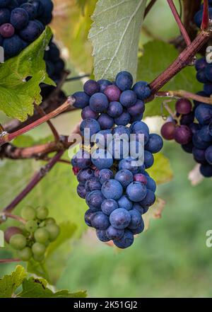 Grappes de raisins noirs qui poussent sur la vigne Banque D'Images