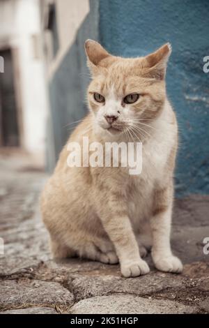 Photo verticale d'un chat grincheux dans les rues pavées de Monchique, en Algarve, au Portugal. Banque D'Images