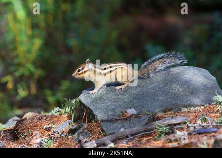 Un chipmunk avec une queue moelleuse se trouve sur une pierre à l'arrière-plan d'une forêt floue. Banque D'Images