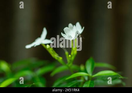 Fleur de crêpe jasmin ou Tabernaemontana divaricata variégée Grande baie de Rosebay. Crêpe jasmin ou fleur de pinwheel est un joli petit arbuste W Banque D'Images