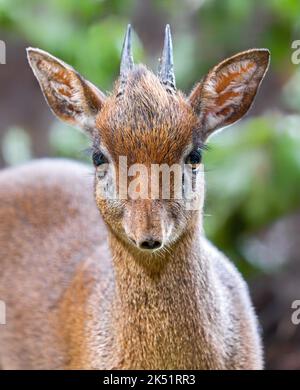 Vue frontale d'un dik-dik de Kirk (Madoqua kirkii) Banque D'Images