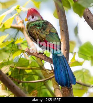 Vue rapprochée d'un Turaco à crête rouge (Tauraco erythrolophus) Banque D'Images