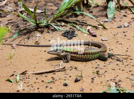 Une ameiva géante colorée (Ameiva ameiva), ou le précurseur d'Amazone, sur le terrain. Amazonas, Brésil. Banque D'Images