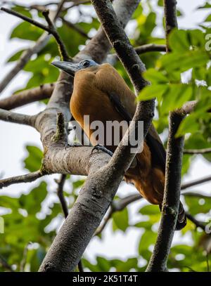 Un Capuchinbird sauvage (Perissocephalus tricolor) perché sur un arbre en forêt tropicale. Amazonas, Brésil. Banque D'Images