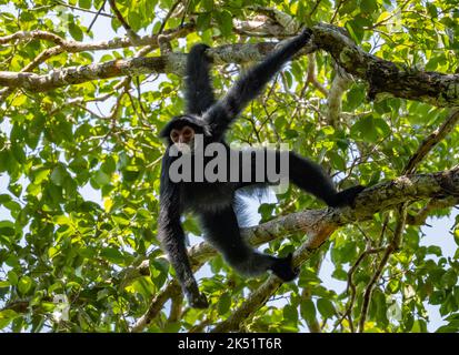 Un singe araignée sauvage de Guyane, ou singe araignée noire à face rouge (Ateles paniscus), suspendu à un arbre dans la forêt tropicale. Amazonas, Brésil. Banque D'Images