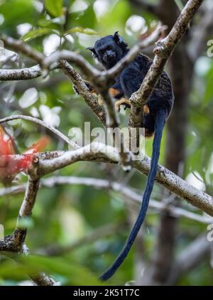 Un tamarin sauvage à mains rouges (Saguinus midas) dans une forêt tropicale. Amazonas, Brésil. Banque D'Images