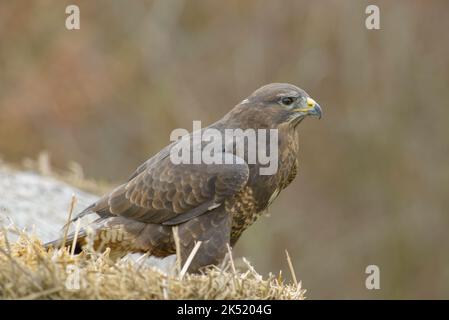 Buzzard commun, Buteo buteo, perché sur une pile de foin roulé Banque D'Images