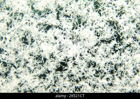 Flou artistique hiver neige fond bleu. Résumé gel de glace arrière-plan naturel avec cristaux de givre. Photo macro des flocons de neige. Arrière-plan d'hiver abstrait Banque D'Images