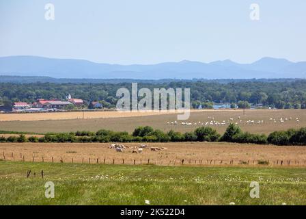 vaches dans les champs près du village en lorraine avec montagnes des vosges en arrière-plan Banque D'Images