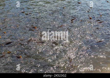 carpe de natation sur une surface d'eau dans un lac Banque D'Images