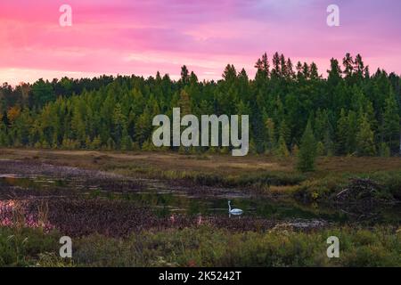 Un cygne trompette solitaire tandis que le soleil se lève sur le lac Little Clam dans le nord du Wisconsin. Banque D'Images