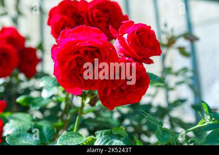 Rose avec 5 fleurs rouges sur une tige Banque D'Images