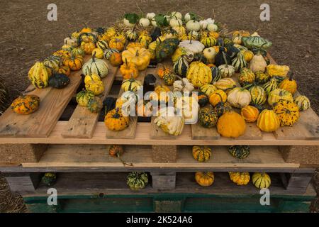 Début octobre, une exposition de petits citrouilles dans une ferme de citrouilles dans le nord-est de l'Italie Banque D'Images