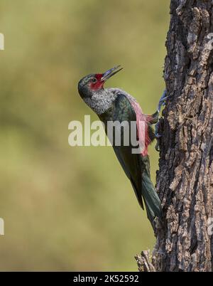 Lewis's Woodpecker (Melanerpes lewis) Solano County Californie États-Unis Banque D'Images
