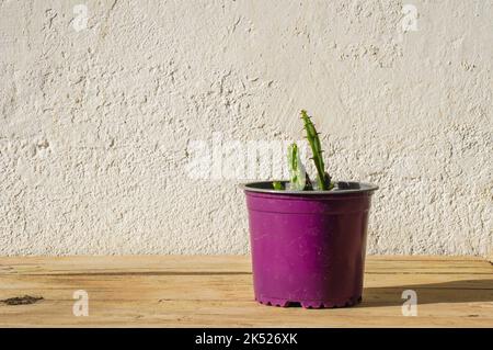 Cactus dans un petit pot sur fond de bois. Banque D'Images