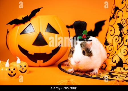 Un cobaye blanc est assis près d'une citrouille et d'un chapeau de sorcière. Les animaux célèbrent Halloween Banque D'Images