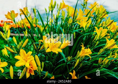 Jaune daylily. Un grand buisson Dawarf daylily Middendorf Banque D'Images