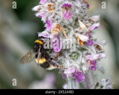 Bumblebee à queue de mouton (Bombus terrestris) qui s'enserre à l'oreille d'Lamb (Stachys byzantina) dans un jardin fleuri, Wiltshire, Royaume-Uni, juillet. Banque D'Images