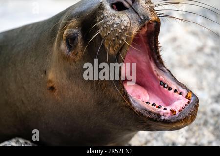 Gros plan sur le lion de mer - Un sceau à la forme d'une mante montre ses dents Banque D'Images