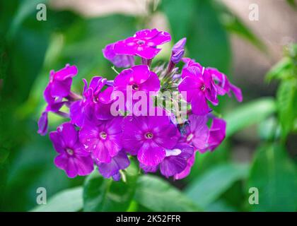 Fleur de Phlox avec fleurs violettes dans le jardin. Banque D'Images