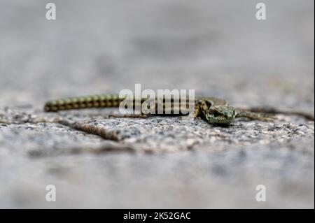 Un petit lézard sur un sol en pierre Banque D'Images